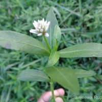 Alternanthera philoxeroides (Mart.) Griseb.